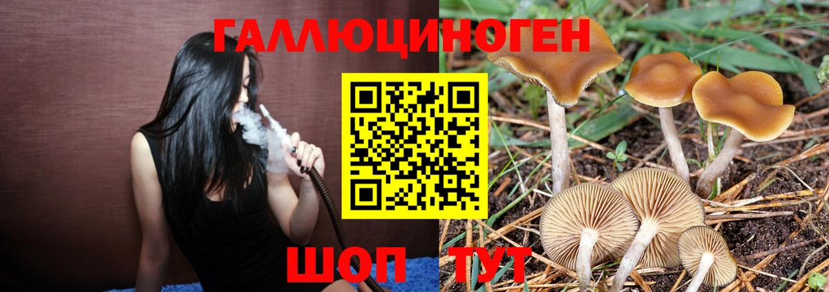 Псилоцибиновые грибы Psilocybe Бугульма